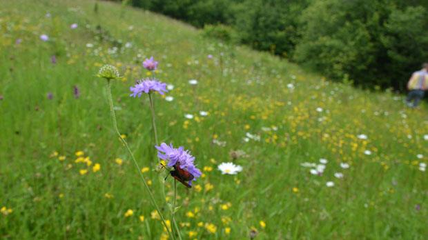 Flowers and Seeds