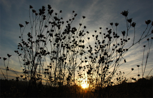 The Silence of the Autumn